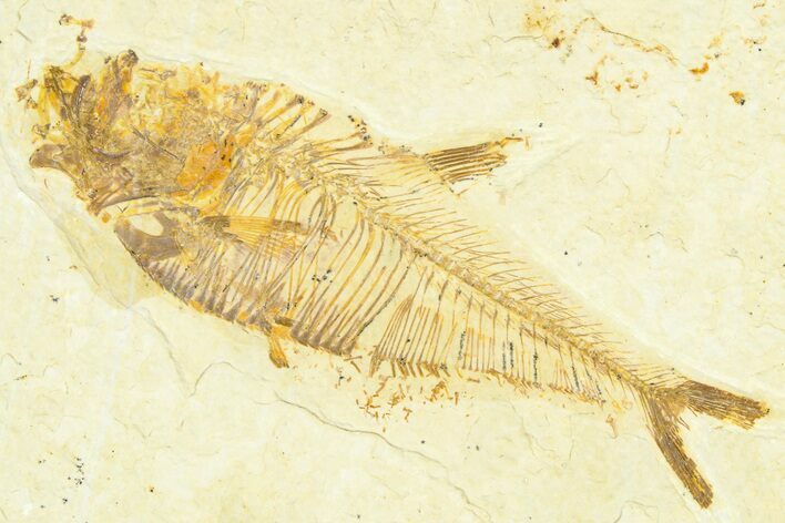 Detailed Fossil Fish (Diplomystus) - Wyoming #367582